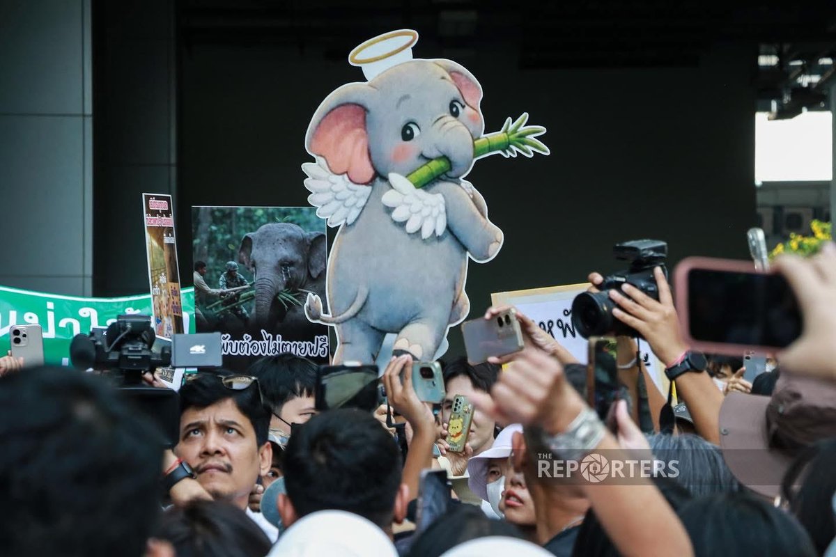 catintown's tweet image. ช้างเด็ก 10 ขวบ (อายุช้างเท่าอายุคน) เขาควรมีชีวิตอยู่ต่อ  ไม่ควรต้องมาตายแบบนี้  วันนี้มีคนรักพับมากมายมาทวงความยุติธรรมให้หนูแล้วนะ  #สีดอหูพับ