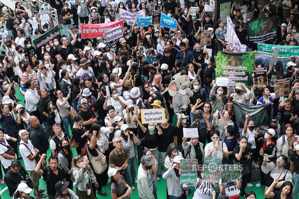 catintown's tweet image. ช้างเด็ก 10 ขวบ (อายุช้างเท่าอายุคน) เขาควรมีชีวิตอยู่ต่อ  ไม่ควรต้องมาตายแบบนี้  วันนี้มีคนรักพับมากมายมาทวงความยุติธรรมให้หนูแล้วนะ  #สีดอหูพับ