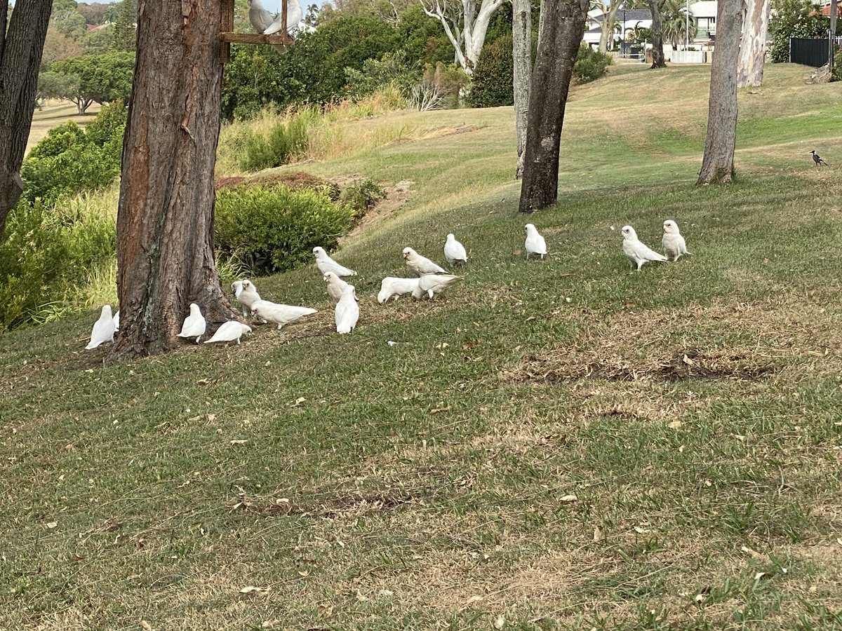 roamingfox | Alma tweet media