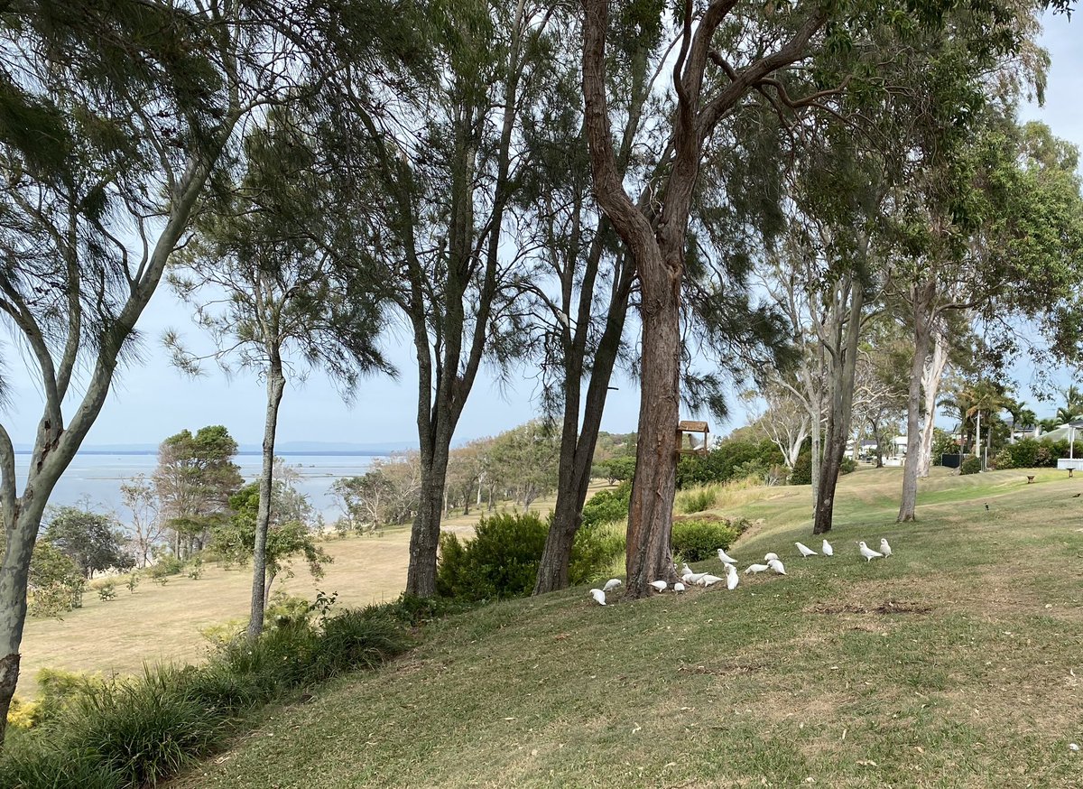 roamingfox | Alma tweet media