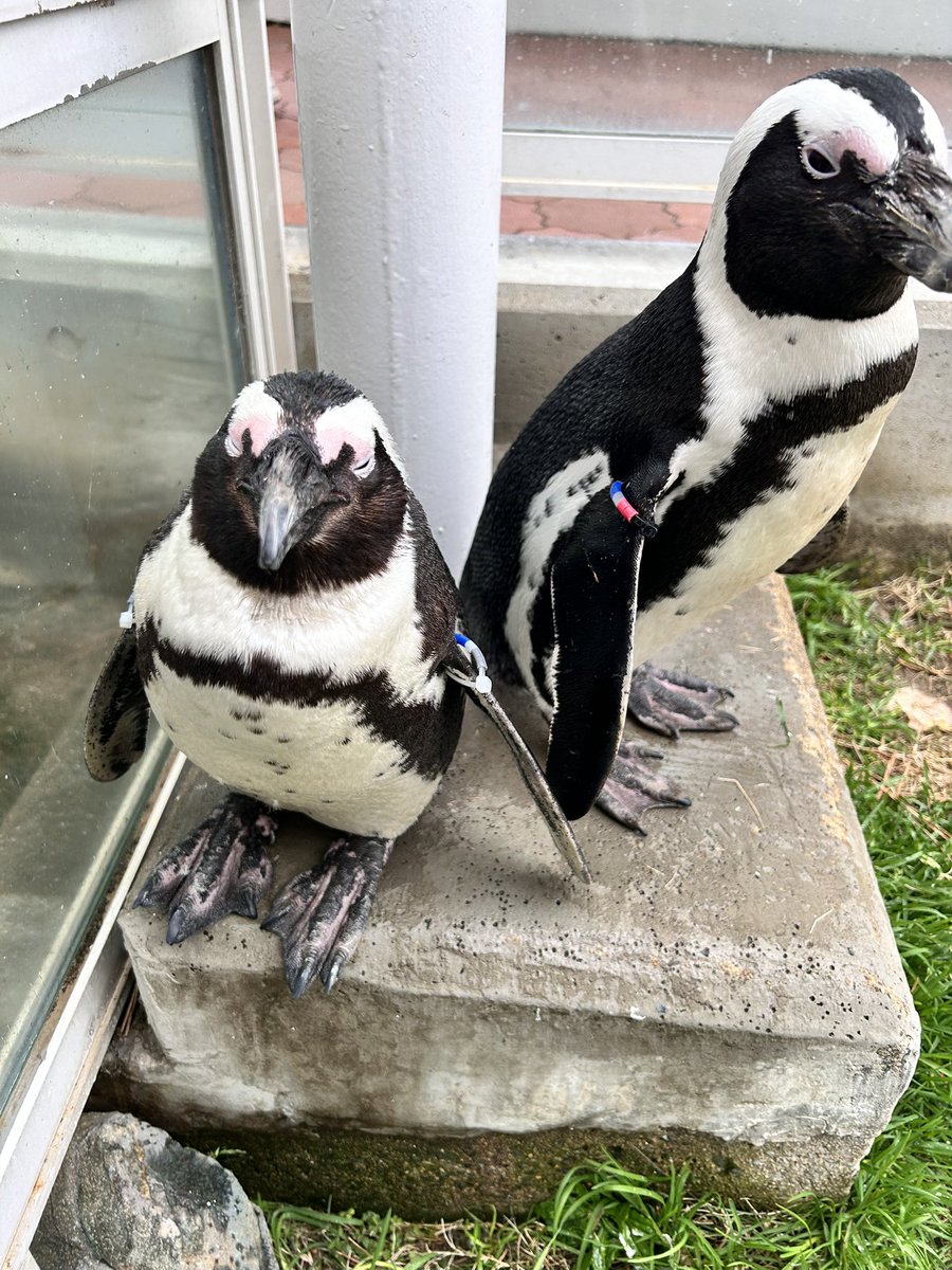 昨日は水族館に行くなどした🚶‍♀️ ペンギンの後頭部かわええ〜🐧