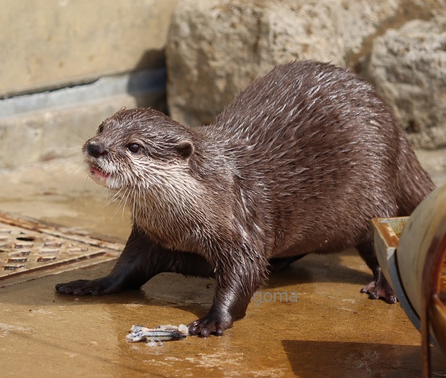 goma✨ (@otter_goma) / Posts / X