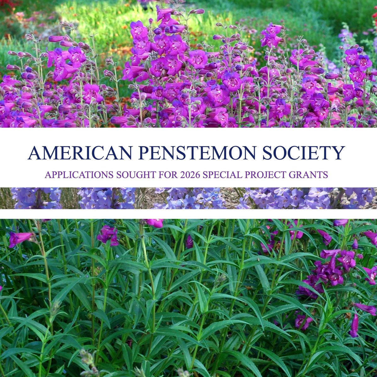 Society for Ethnobotany tweet media