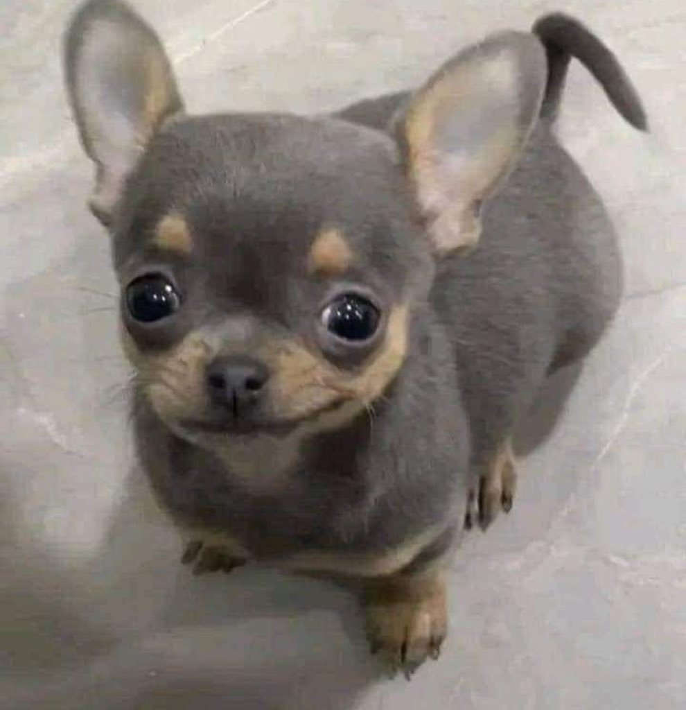 Jahlius Caesar tweet media