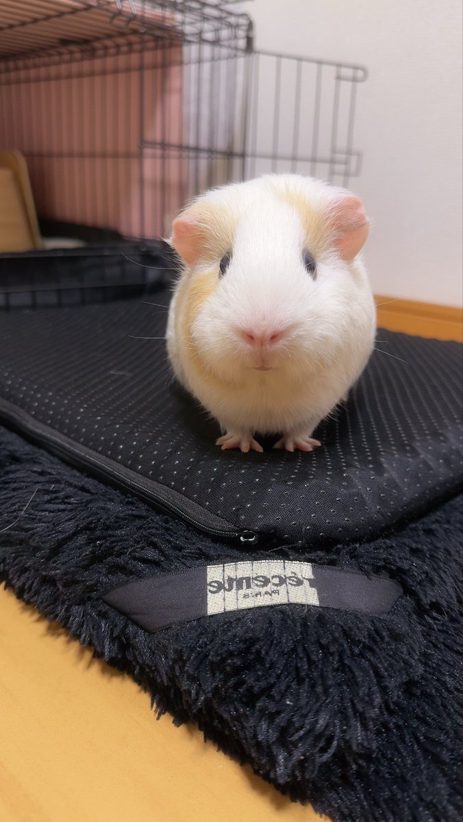 真正面から見た時の足の短さよ