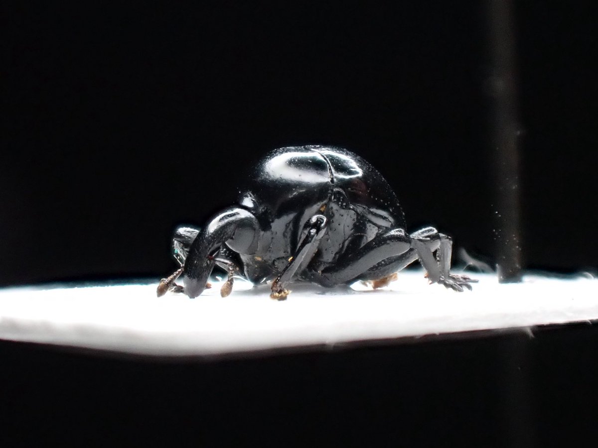 ペルーのヒメゾウムシの一種と思われるゾウムシ。 美麗甲虫として人気