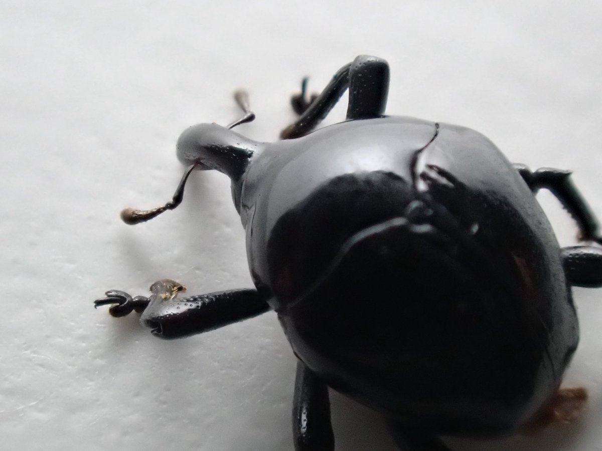 ペルーのヒメゾウムシの一種と思われるゾウムシ。 美麗甲虫として人気