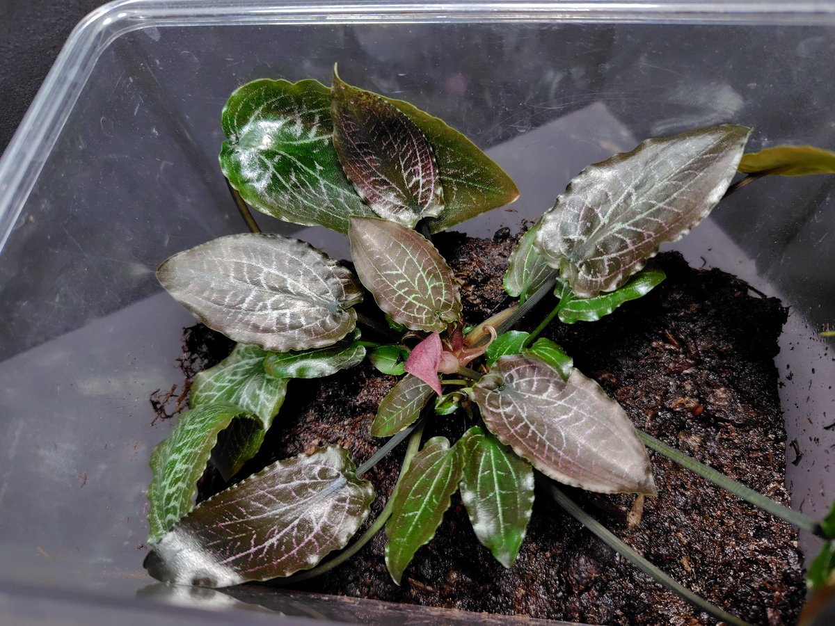 Cryptocoryne sp. Min-2 Philippines 【LA1223-01z】 開花しました