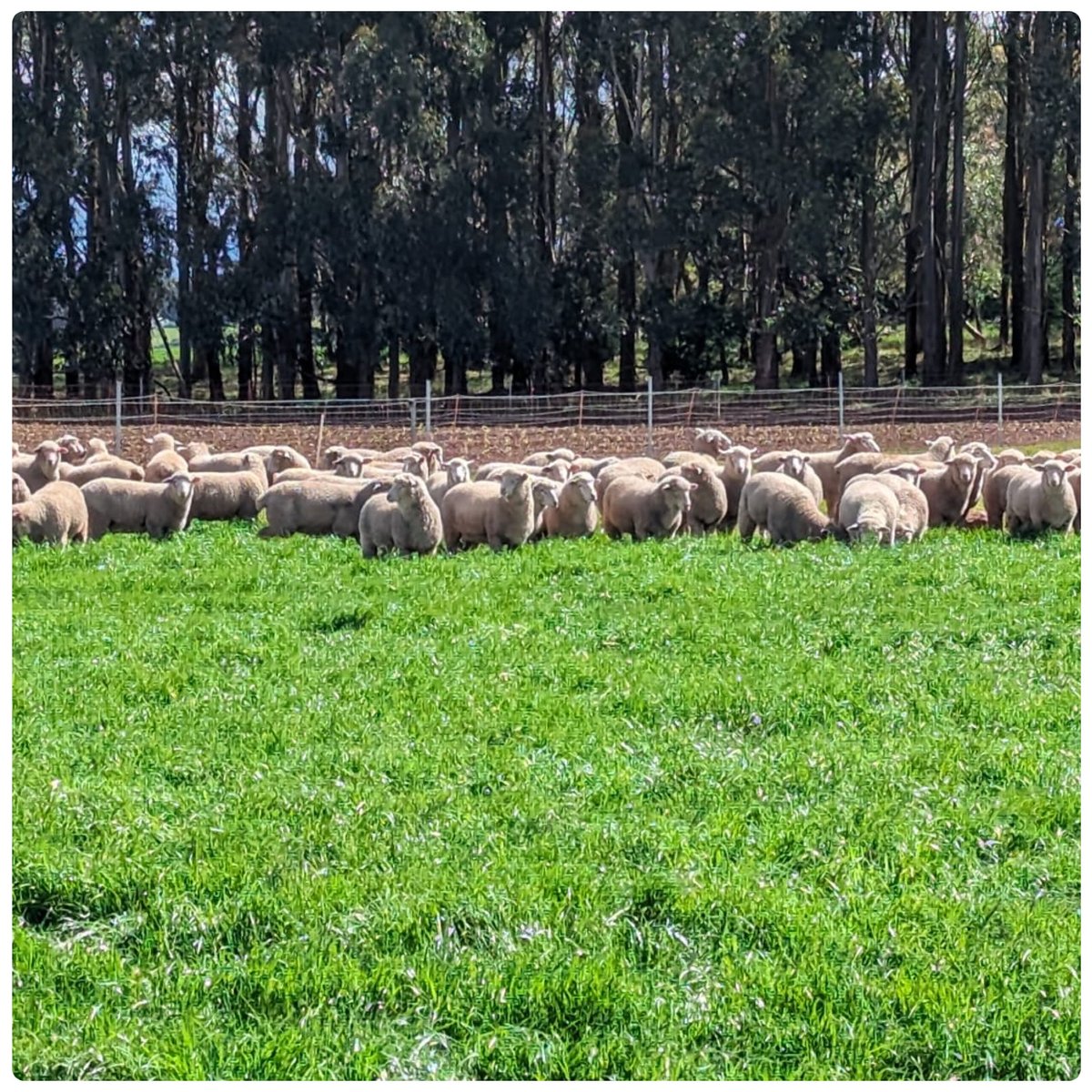 DLF Seeds tweet media