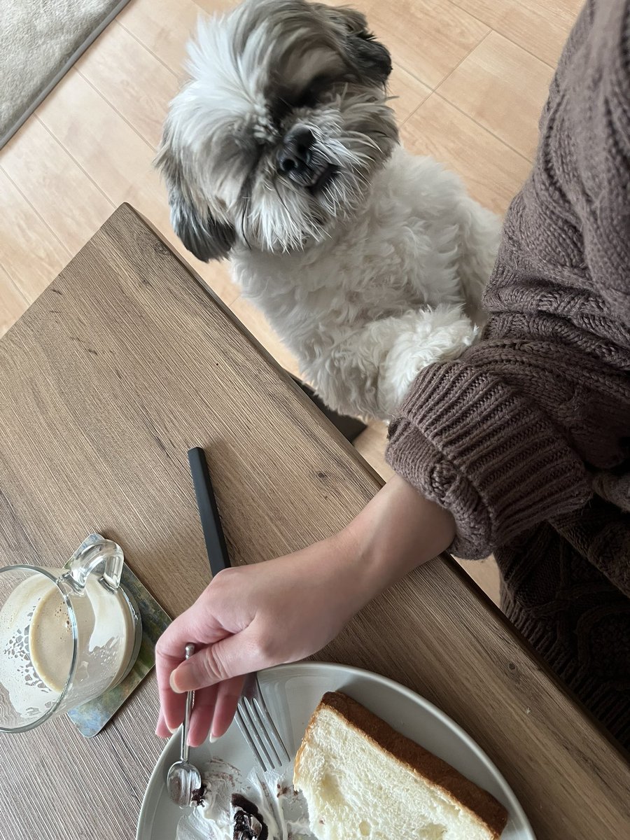 大きいシーズーたぬきち (@tanuki20200215) / Posts / X