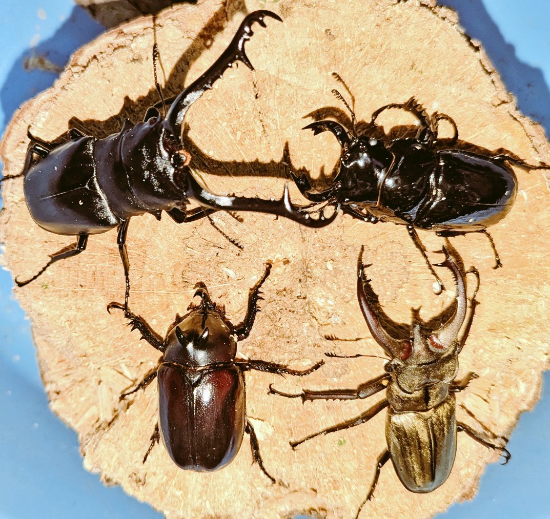 九十九里クワガタファーム (@99kuwa) / Posts / X