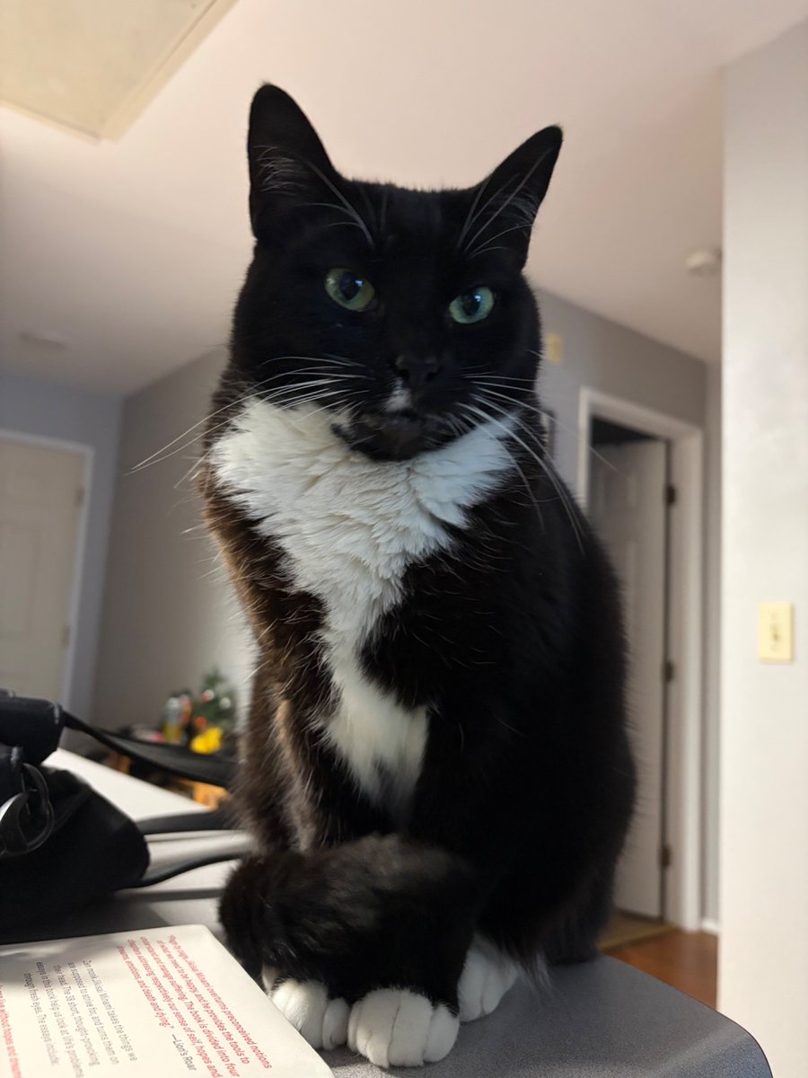 rupp3l's tweet photo. @feederofcats Thank you for all you do for our tuxies:) https://t.co/ExSOvn4tTe