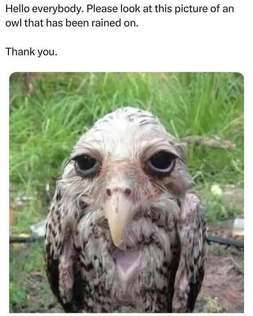 TheStormyOasis's tweet photo. @maximilian_ You said Owl meme so i wanted to show you my Owl meme. HAHAHAH!!!! https://t.co/k49yX4BwQQ