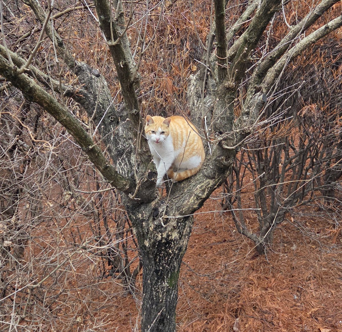 무궁화나무 고양이걸렸네
