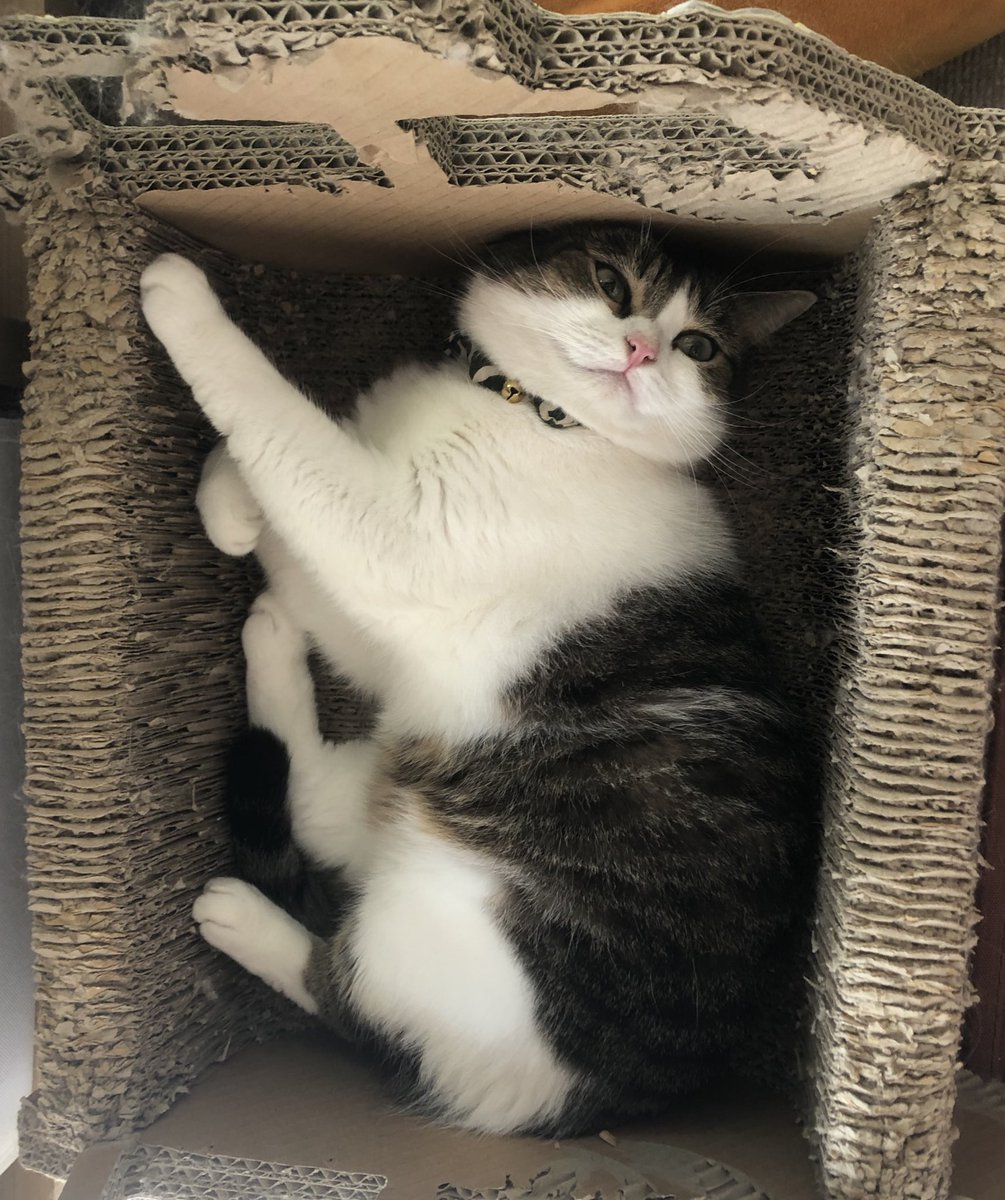 nico⭐︎です This is a rectangle😹