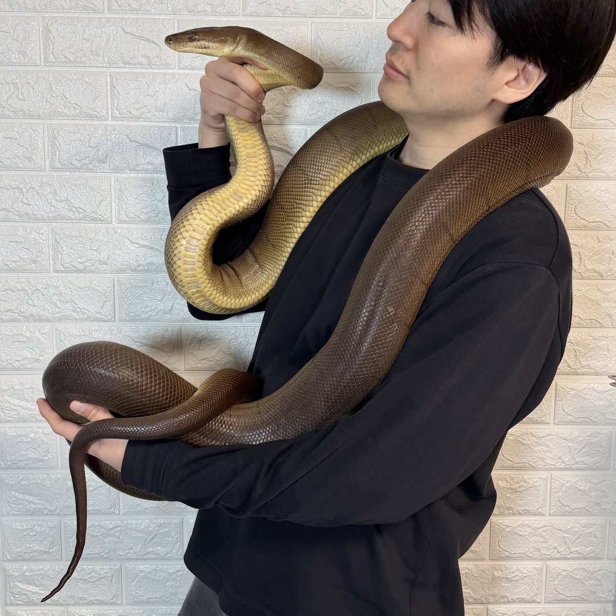 Sunguilla's tweet photo. 🔥新入荷🔥
オリーブパイソン♀4歳
https://t.co/zeyuixwGRd

270cm、8.6kgの立派な子が入荷しました。
オス持ってる方は必見！
#Liasis #爬虫類 #ヘビ #サンギーラ https://t.co/OtFv5KAAx7