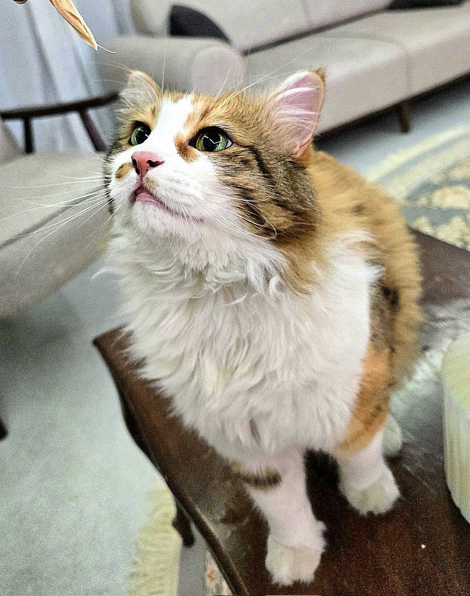 کیس مناسب هستم tweet media