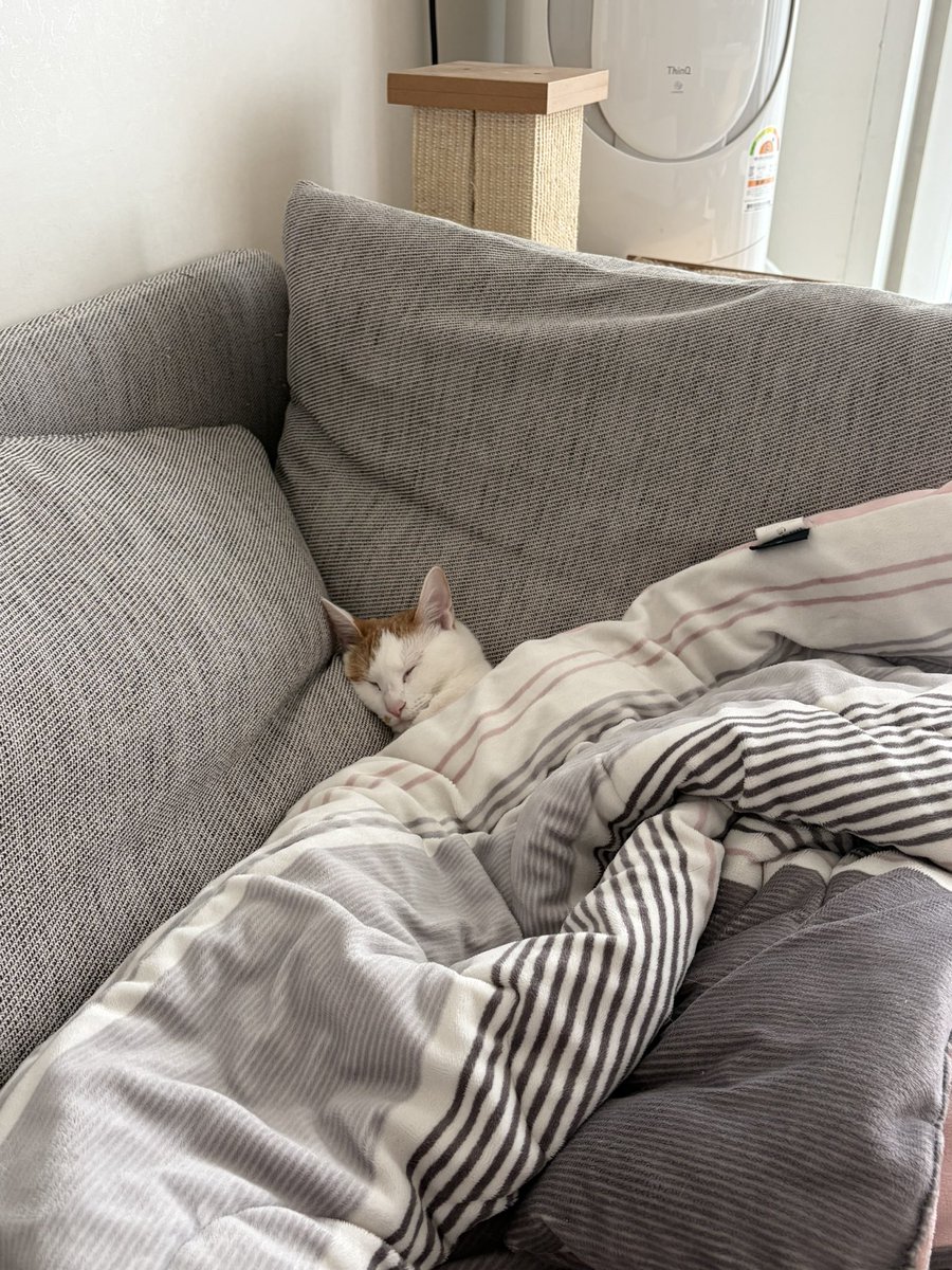 잘 자걸ㅇㅏ. 소파에서 혼자 잘 자길래 냅두고 방에 있었는데 자기 혼자 남겨뒀다고 소리 지르면서 방에 옴