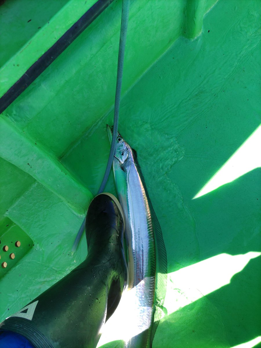 3200orca's tweet photo. 湾奥肉厚タチウオ
#釣り #fishing https://t.co/BgO2UKNxtG