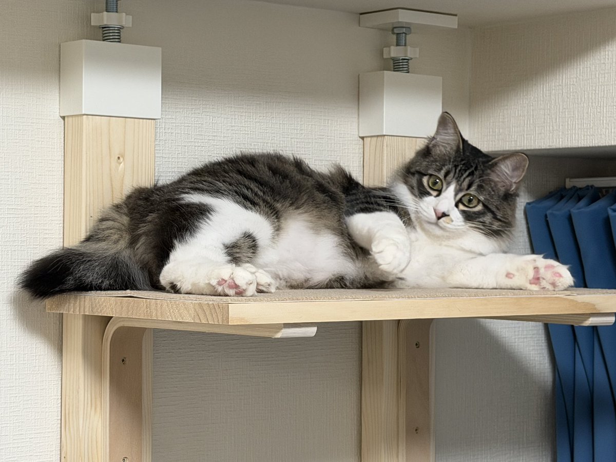 take___off's tweet photo. 触ると静電気が凄くてバチバチするけど、猫のほうはあまり気にしてないっぽい。
#猫  #cats https://t.co/yQKqh8Tb4e