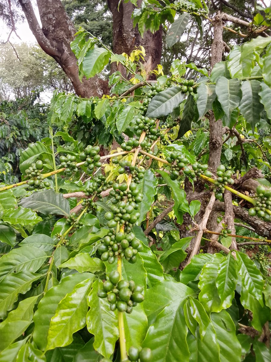 Admire Chamisa tweet media