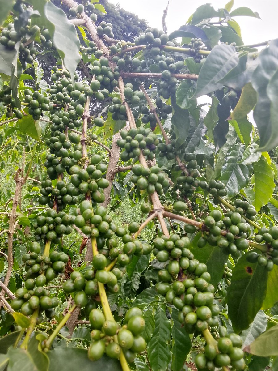 Admire Chamisa tweet media