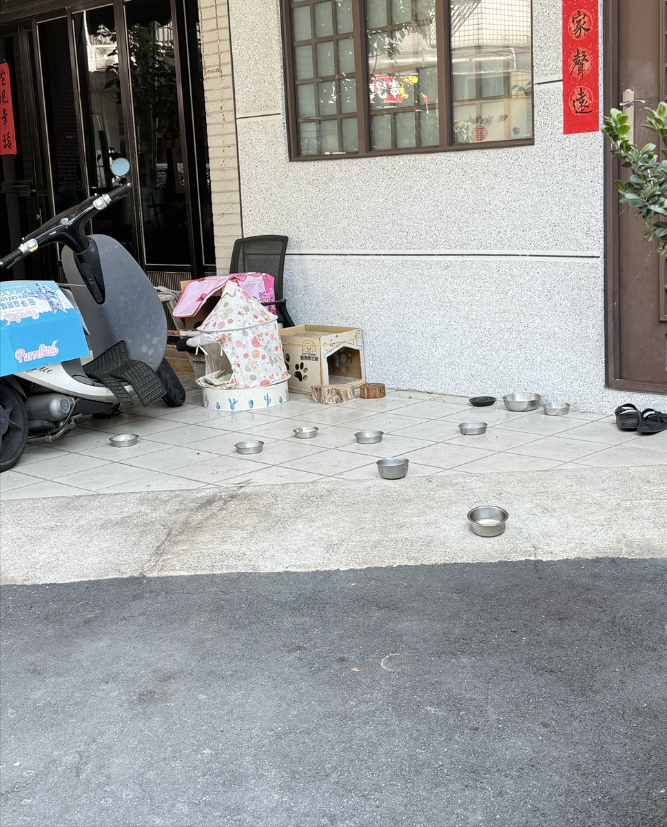 我知道公司附近有人餵養貓貓，但今天經過可能剛好遇到飯點，才看到……

好多碗喔🍚😯

#可愛🥰
#期待看到貓貓們吃飯😚
#本文不討論關養還是放養