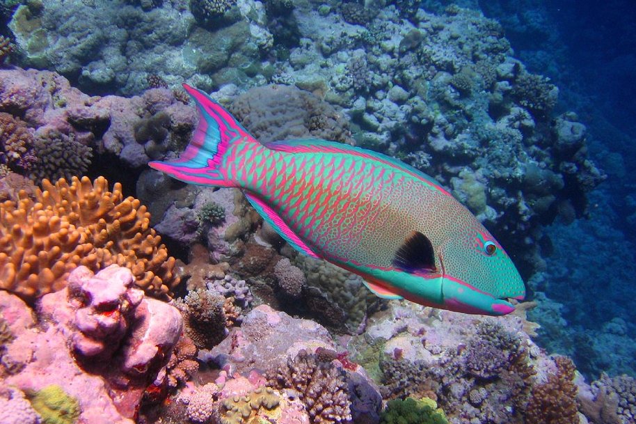 A fish that I've been seeing here that I felt was really beautiful is the picasso trigger fish!!! The greens of its body stand out so nicely, I dont see much other green ones.
Another one I really like seeing is the bicolor parrot fish, the colors are so aesthetic and super shiny