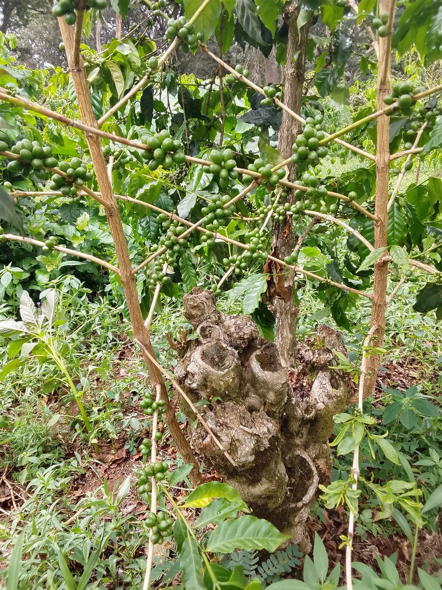 Admire Chamisa tweet media