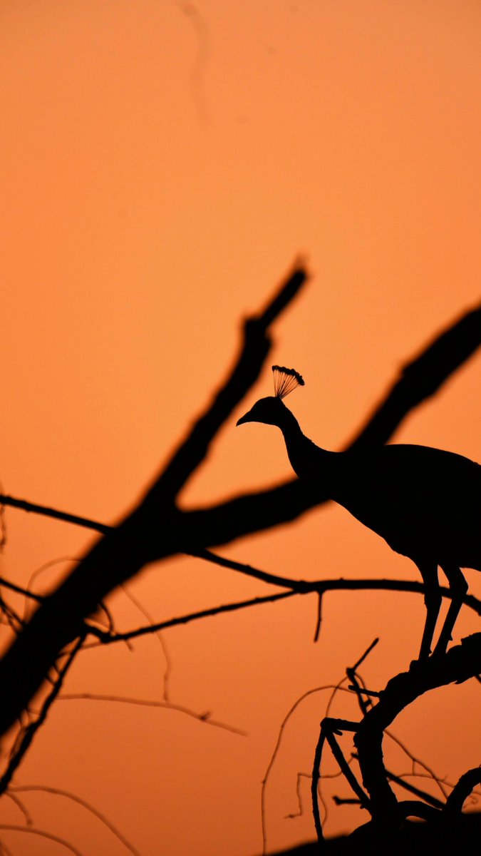 the avinasha tweet media