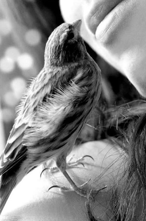 ¿Qué haré con el pájaro
cuando me quiero morir?
¿A quién se lo dejo?
¿A quién le digo 
que come a deshoras,
que canta, 
que busca mis manos
al anochecer y las picotea?
¿A quién le digo
que es mi compañía
cuando pierdo el alma
y él me la trae de vuelta?
¿A quién?
Sí él es mi nadie