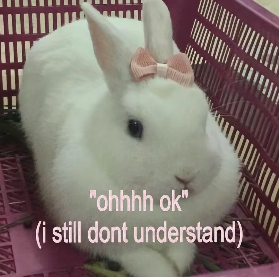 Out Of Context Animals (@animalscontexts) on Twitter photo 