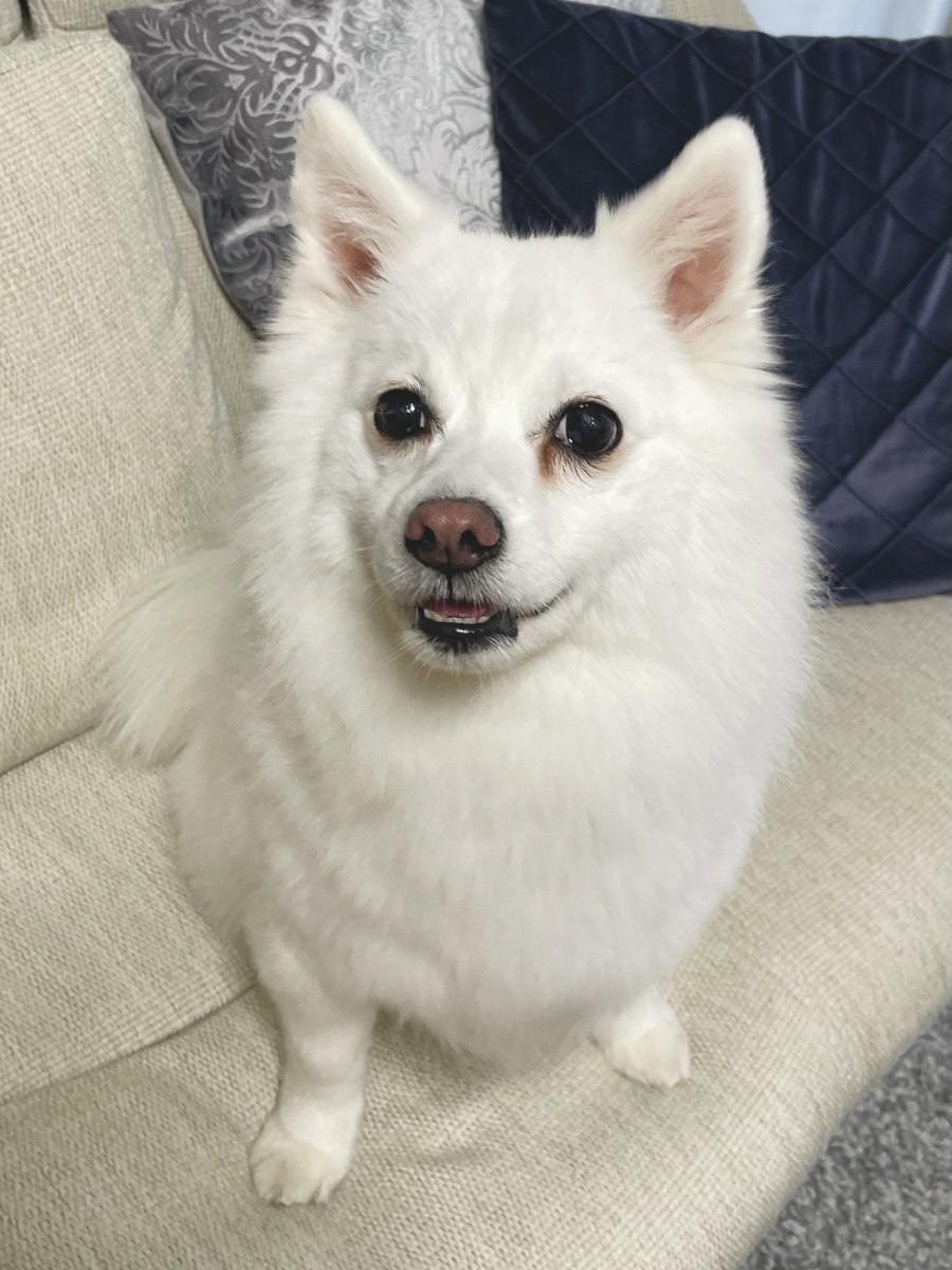 初めてのカートで出荷された犬がきれいになって帰ってきました✨🐶✨