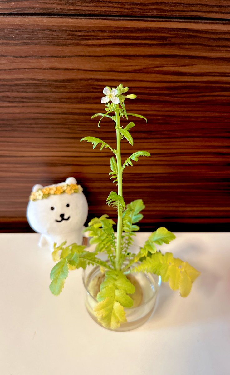 伸びたら葉っぱが食べられるかな🌱と思って育てていた大根の切れ端。葉が伸び切る前に花咲いた😇