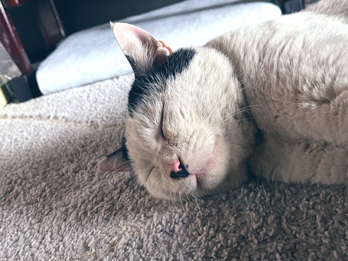 自由になった途端、優しい鳴き声で甘えて、側でゴロンして来るようになった福ちゃん。
一緒にゆっくりした時間を過ごせて幸せ😊
元気になってホントによかった😭
＃猫のいる暮らし