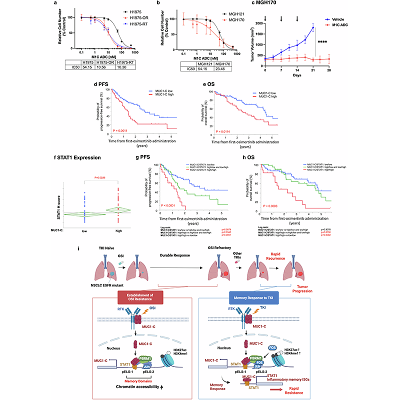 sigtrans_sttt's tweet photo. MUC1-C drives #inflammatory memory in #NSCLC, sustaining resistance to #Osimertinib & MET TKIs via STAT1/IFN; targeting with M1C ADC abrogates resistance, offering hope for refractory EGFR-mutant NSCLCs. @harvardmed
#OpenAccess in #STTT: https://t.co/XtZC8VIgqr https://t.co/kDax2zo4uv