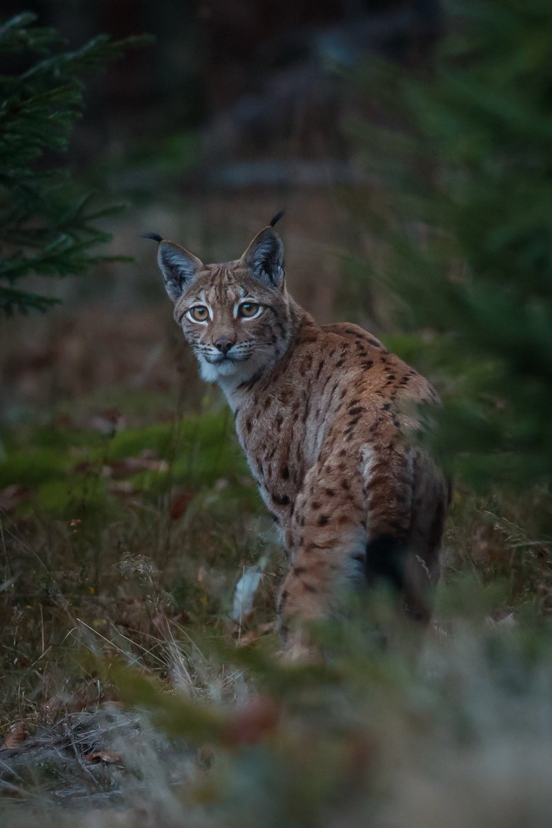 Snow Leopard Network tweet media
