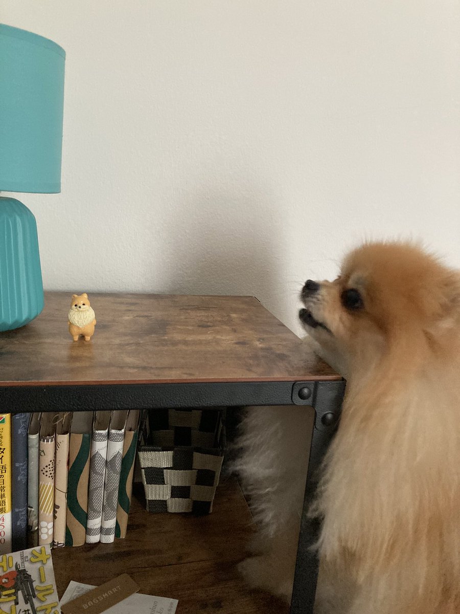 ポメラニアンを発見してしまったモモちゃん