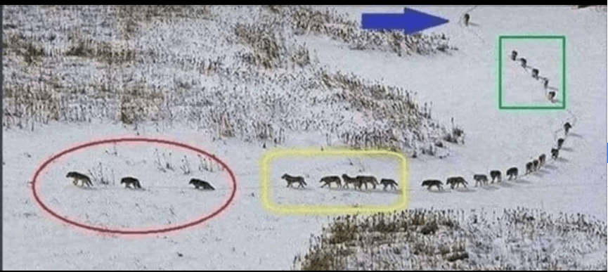 Reza Sad tweet media