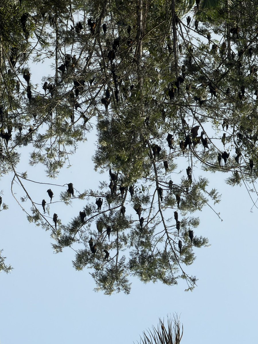 🏃🏽‍♂️ (@nithin) on Twitter photo 