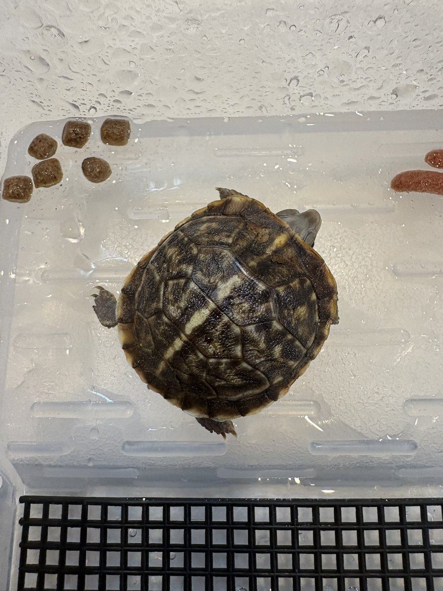 白ちゃんズ1号2号に、新たに3号と4号が入隊しました👏😆
これで白ちゃん軍に昇格です🥳
4号は餌に見向きもせず甲羅もまだ柔らかいので、スパルタ集中ケアで立派な隊員に育てようと思います🫡