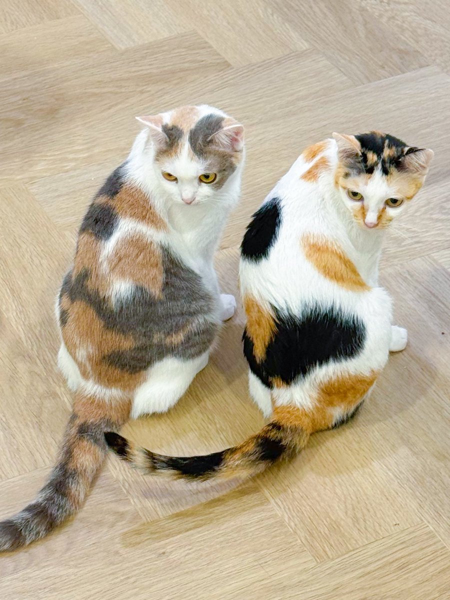 สำเนาจะสีอ่อนกว่าต้นฉบับก็ไม่แปลก 🤣 ก็อปกันมาเลยยย