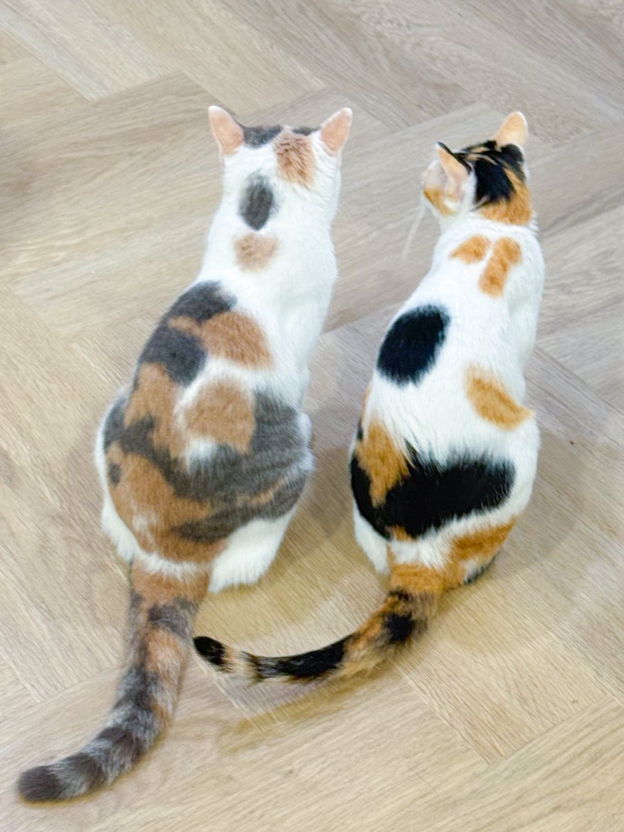 _DNVP2_'s tweet image. สำเนาจะสีอ่อนกว่าต้นฉบับก็ไม่แปลก 🤣 ก็อปกันมาเลยยย