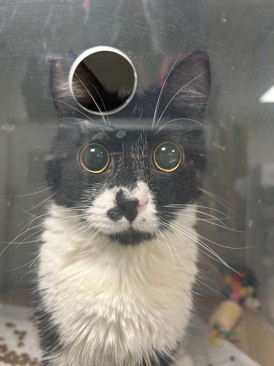 Merhaba ben Zeytin, 3 aydır feterinerde yapayalnızım. Gözlerim kocaman, ama görmüyorum. İyice yapayalnızım. Beni gelip buradan kurtaracak, evinin prensesi yapacak, boynumu okşayacak biri var mı? Gören kedilerden hiç farkım yok, tek eksiğim sevgi. Lütfen beni paylaşın. 🥲 İstanbul