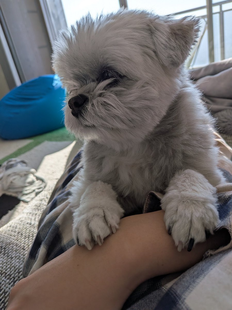 ポメシー🐶ごんぞう (@0305Gonzo) / Posts / X