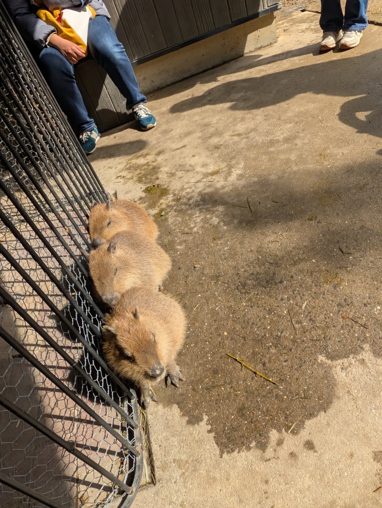 仲良く並んで、カピストーブの暖をとるキキョウちゃんの仔カピちゃん！