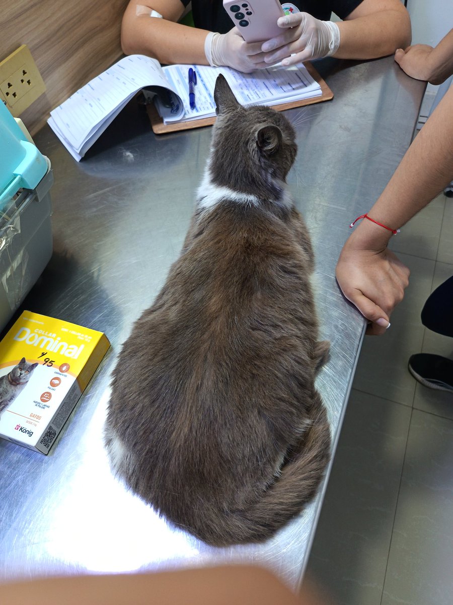HelpCats77751's tweet photo. Crookshanks needs urgent medical help 
This sweet ginger boy has serious injuries/infections requiring procedures. Total cost: $700.    Donate un bio. Every dollar gets him closer to healing. Thank you from Crookshanks &amp; Feline Care PE   #CatRescue #StrayCats https://t.co/CEDrm0795p