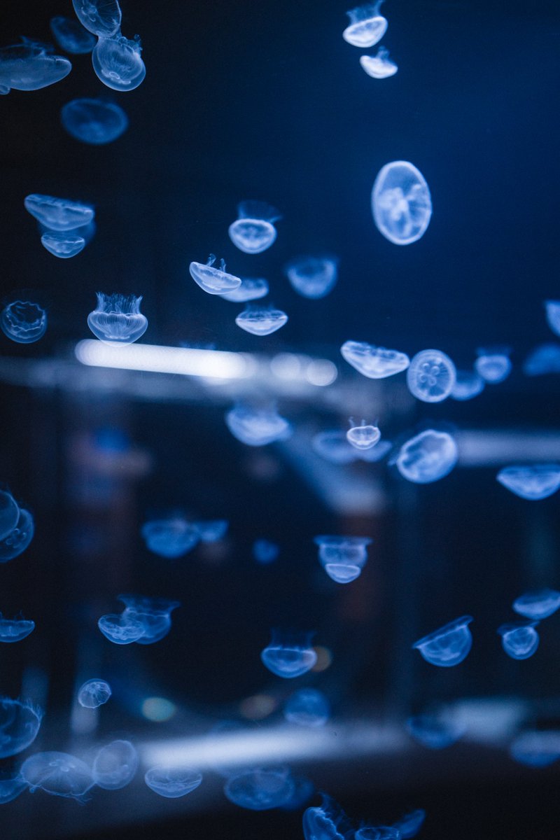 ごりかめ️️️ 𖤐⸝⋆ tweet media