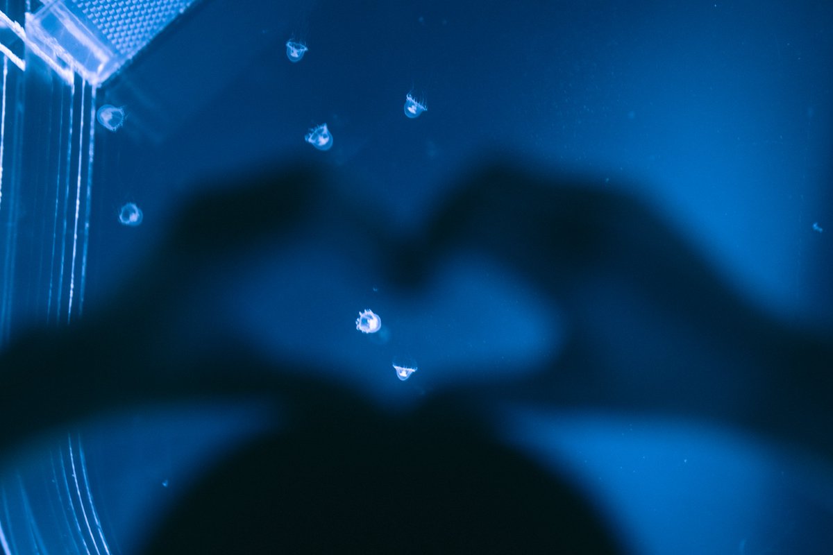 ごりかめ️️️ 𖤐⸝⋆ tweet media