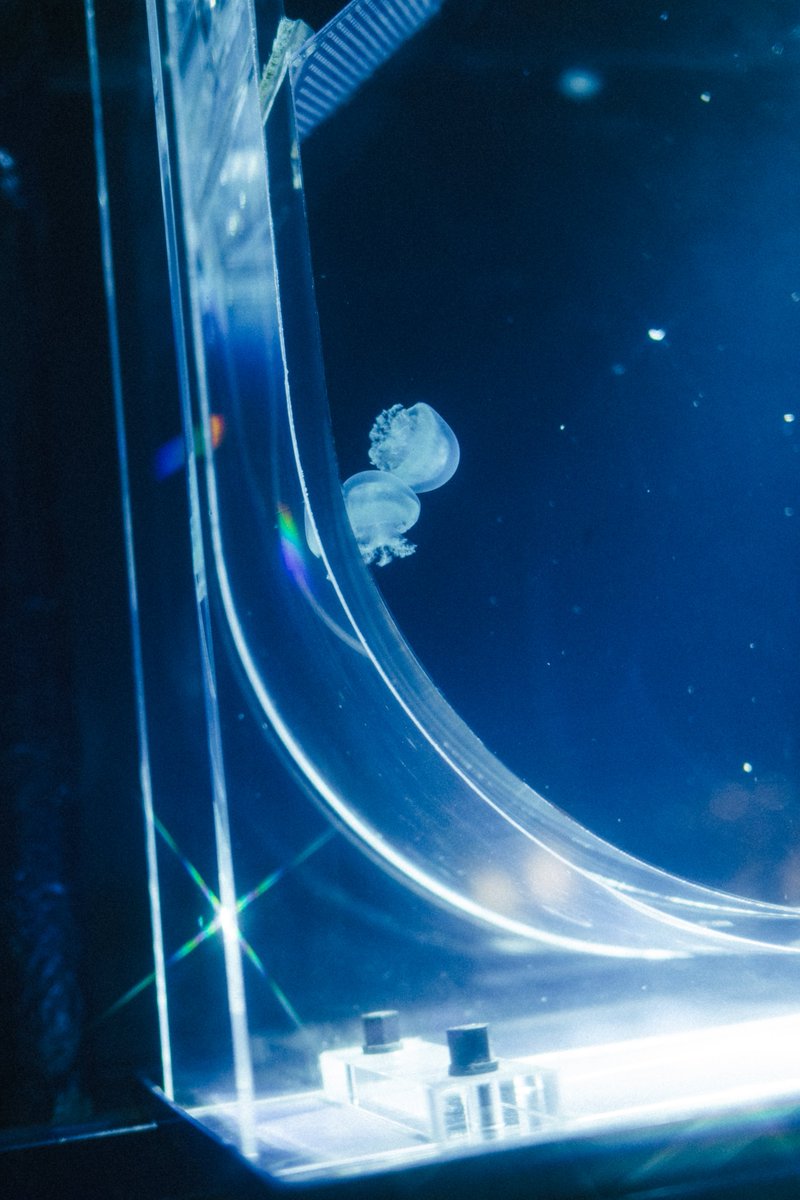 ごりかめ️️️ 𖤐⸝⋆ tweet media